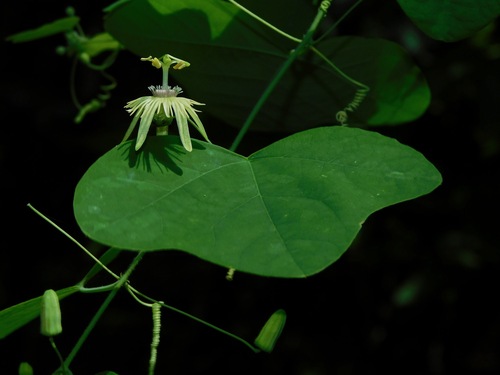 Passiflora lutea (yellow passionflower) (alternate view 6)