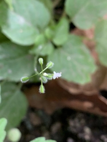 Circaea alpina (Alpine Enchanter's-nightshade) (alternate view 14)