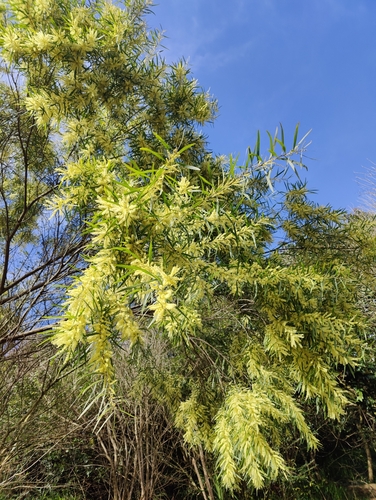 Acacia floribunda (Weeping Acacia) (alternate view 4)