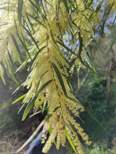 Acacia floribunda (Weeping Acacia) (alternate view 5)