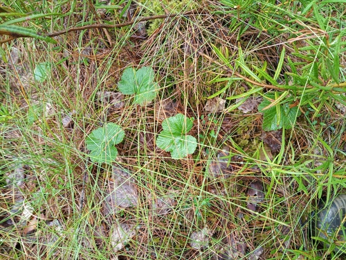 Rubus chamaemorus (cloudberry)