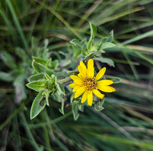 Heterotheca villosa (Hairy Gold Aster) (alternate view 4)
