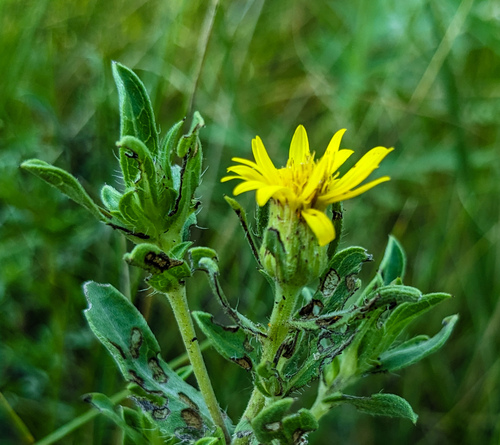 Heterotheca villosa (Hairy Gold Aster) (alternate view 5)