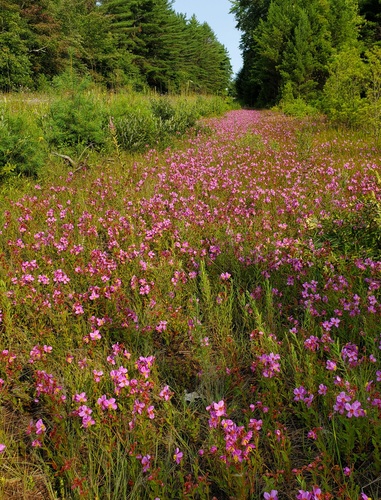 Rhexia virginica (Virginia meadowbeauty)