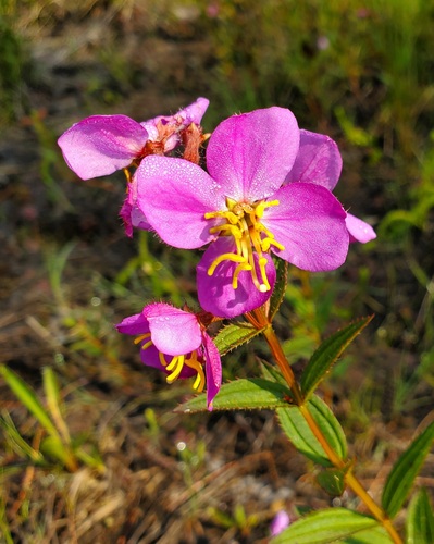 Rhexia virginica (Virginia meadowbeauty) (alternate view 2)