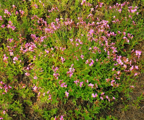 Rhexia virginica (Virginia meadowbeauty) (alternate view 3)
