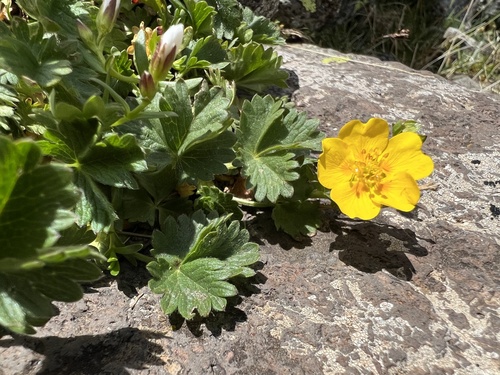 Potentilla gelida (silvery cinquefoil)