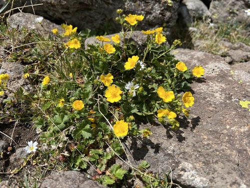 Potentilla gelida (silvery cinquefoil) (alternate view 2)