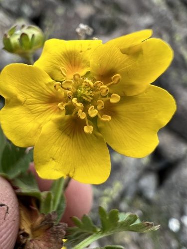 Potentilla gelida (silvery cinquefoil) (alternate view 3)