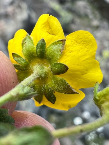 Potentilla gelida (silvery cinquefoil) (alternate view 4)