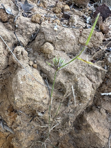 Entolasia stricta (Wiry Panic) (alternate view 6)