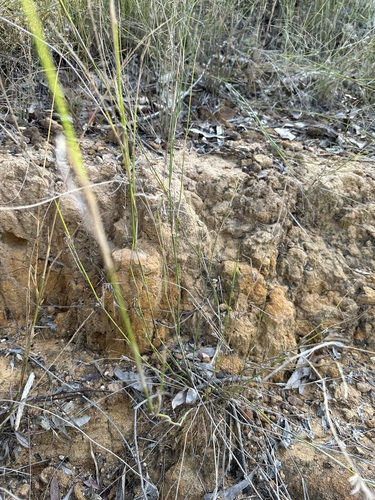 Entolasia stricta (Wiry Panic) (alternate view 7)