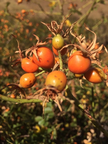 Rosa rubiginosa (Sweet-brier)