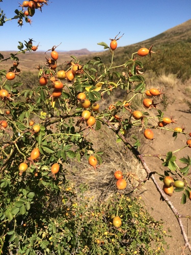Rosa rubiginosa (Sweet-brier)