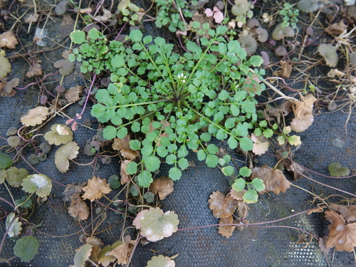 Cardamine hirsuta (shotweed) (alternate view 3)