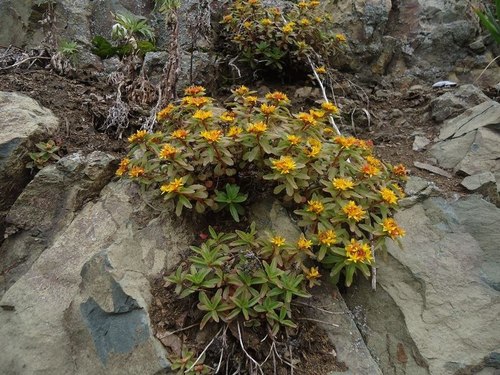 Phedimus kamtschaticus (Orange Stonecrop) (alternate view 2)