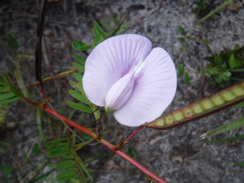 Centrosema (Butterfly Peas) (alternate view 8)