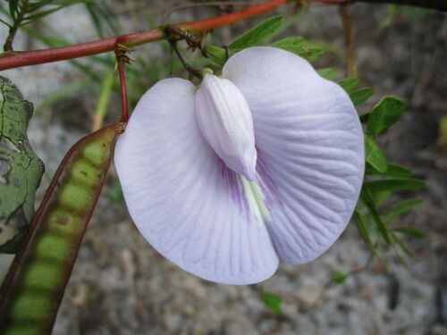 Centrosema (Butterfly Peas) (alternate view 9)