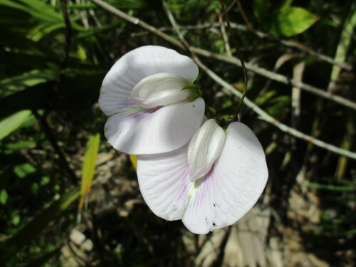 Centrosema (Butterfly Peas) (alternate view 10)