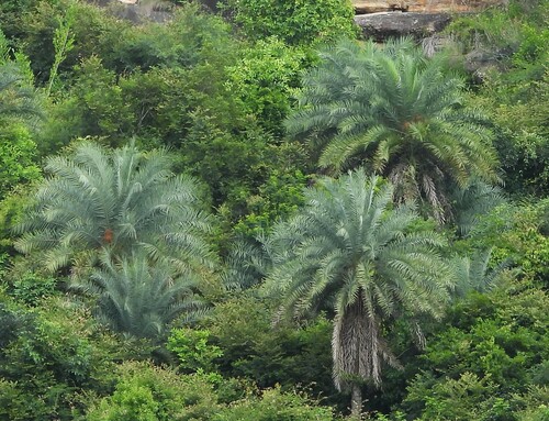 Phoenix sylvestris (Silver Date Palm)