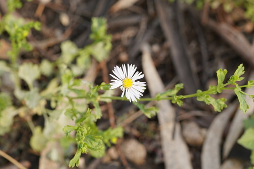 Calotis cuneifolia (Purple Burr-daisy) (alternate view 6)