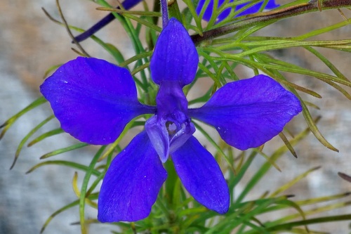 Delphinium ajacis (doubtful knight's-spur) (alternate view 5)