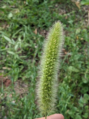 Setaria viridis (Green Bristle Grass)