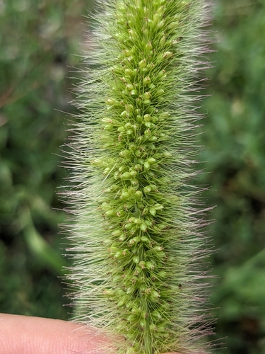 Setaria viridis (Green Bristle Grass)