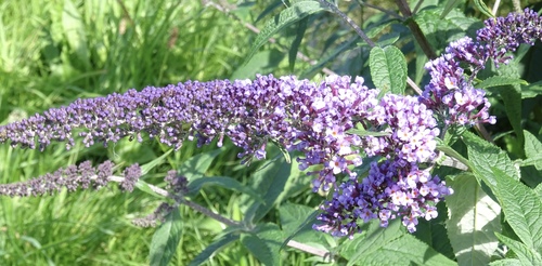 Buddleja davidii (butterfly bush) (alternate view 7)