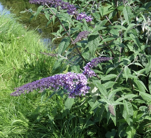 Buddleja davidii (butterfly bush) (alternate view 8)