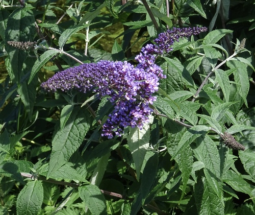 Buddleja davidii (butterfly bush) (alternate view 9)