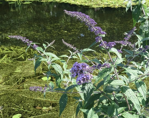 Buddleja davidii (butterfly bush) (alternate view 10)