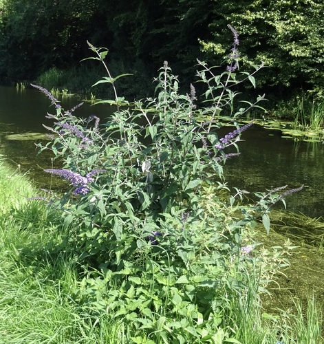 Buddleja davidii (butterfly bush) (alternate view 11)