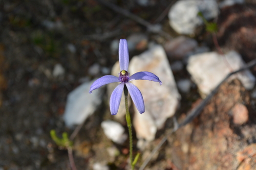Pheladenia deformis (Blue Fairy Orchid) (alternate view 5)