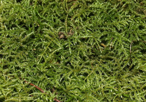 Kindbergia praelonga (Common Feather-moss)