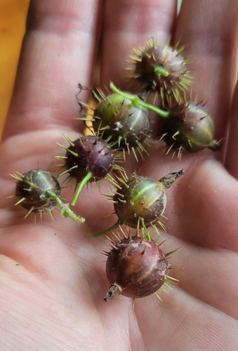 Ribes cynosbati (prickly gooseberry) (alternate view 4)
