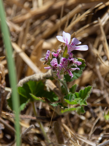 Pelargonium australe (Austral Stork's-bill) (alternate view 9)