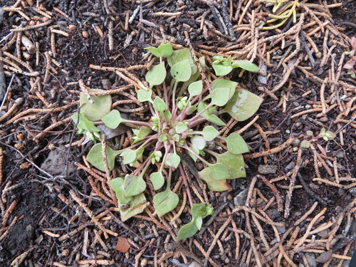 Claytonia rubra (Redstem Springbeauty)