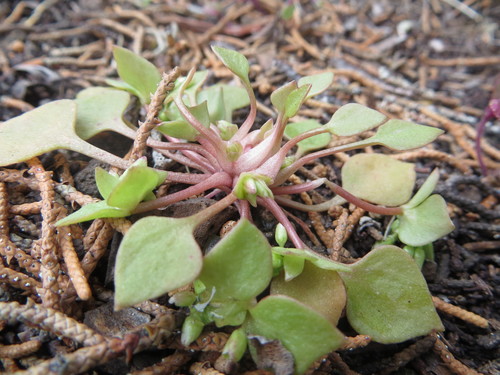 Claytonia rubra (Redstem Springbeauty) (alternate view 2)