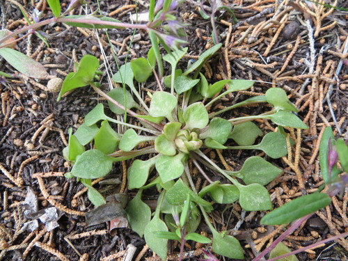 Claytonia rubra (Redstem Springbeauty) (alternate view 3)