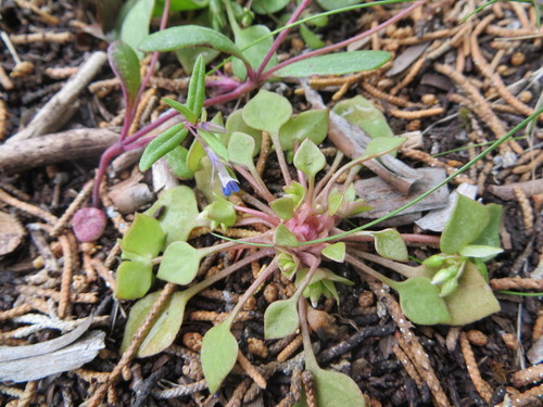 Claytonia rubra (Redstem Springbeauty) (alternate view 4)