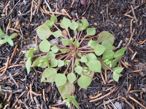 Claytonia rubra (Redstem Springbeauty) (alternate view 5)