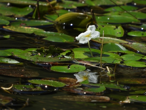 Hydrocharis morsus-ranae (European Frog-bit) (alternate view 2)