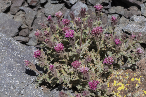 Chaenactis douglasii (Hoary Pincushion)