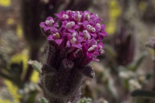 Chaenactis douglasii (Hoary Pincushion) (alternate view 2)