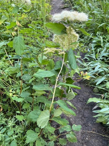 Spiraea lucida (Shinyleaf Spiraea) (alternate view 5)