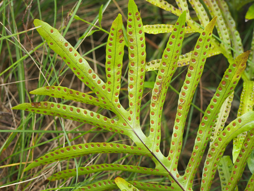 Microsorum pustulatum (hound's tongue fern)