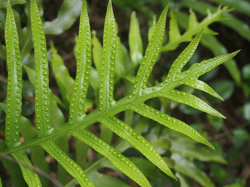 Microsorum pustulatum (hound's tongue fern) (alternate view 2)
