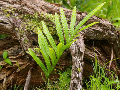 Microsorum pustulatum (hound's tongue fern) (alternate view 3)