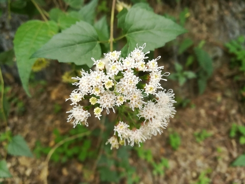 Ageratina havanensis (Shrubby boneset) (alternate view 6)